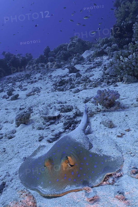 Bluespotted ribbontail ray (Taeniura lymma), Fury Shoals reef dive site, Red Sea, Egypt