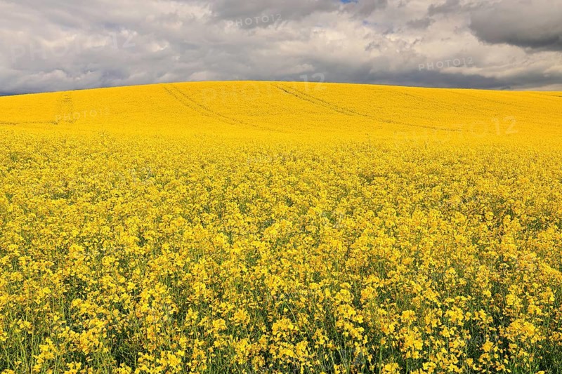 Rape field (Brassica napus), flowering, Baden-Württemberg, Germany