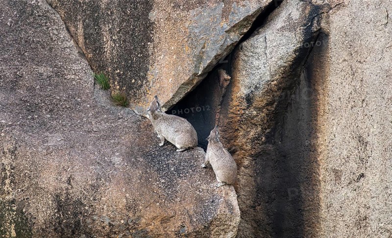 Two rock hyraxes (Procavia capensis) sitting on a rock, Kopje, Serengeti National Park, Tanzania