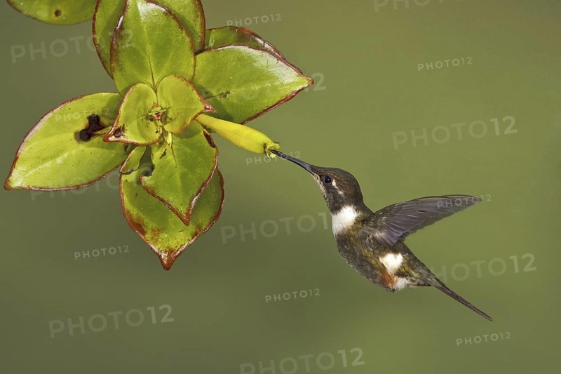 Purple-throated Woodstar (Calliphlox mitchellii), Ecuador