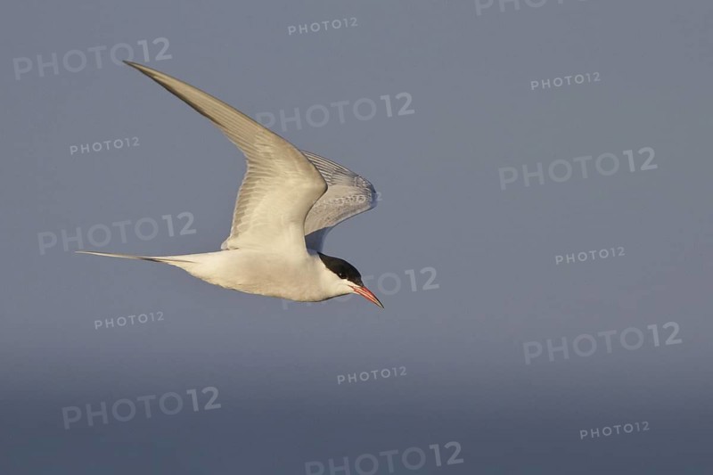 Common Tern (Sterna hirundo) flying, Newfoundland, Canada