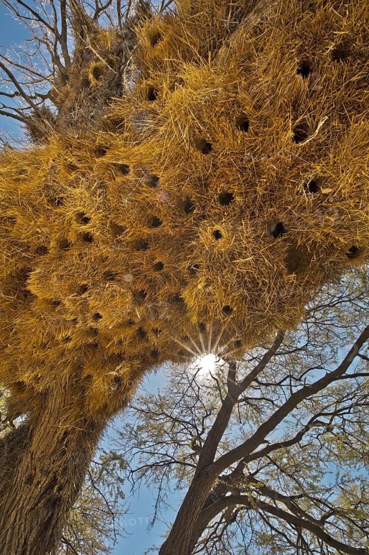 Sociable Weaver (Philetairus socius) nests in tree, Etosha, Namibia