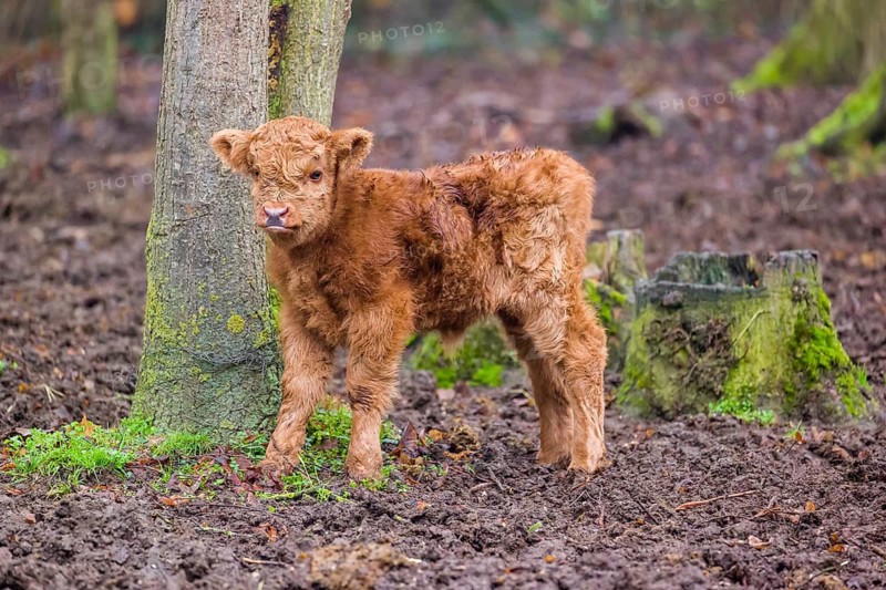 A Highland calf (Bos primigenius taurus) stands in a forest
