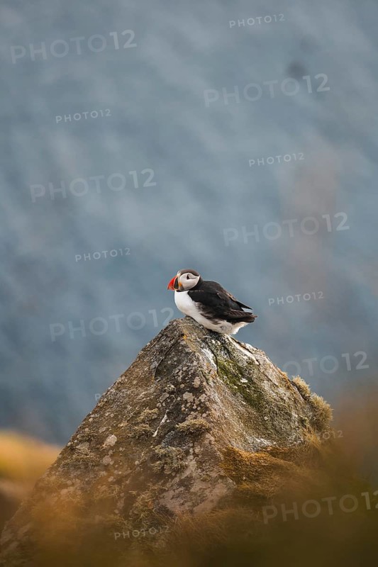 A puffin, Fratercula arctica, perches on a rugged rock amidst the scenic backdrop of Norway This tranquil scene highlights the natural beauty and wildlife one might encounter on an outdoor adventure in Norway
