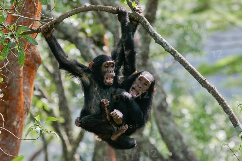 Ostafrikanischer Schimpanse (Pan troglodytes schweinfurthii) zwei spielende Jungtiere hängen an Ast im Regenwald, Gombe Stream Nationalpark, Tansania