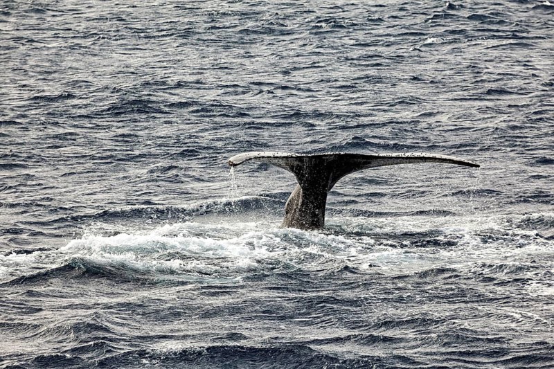 A whale fin rises from the undulating ocean water, The fluke of whales diving in the Antarctic