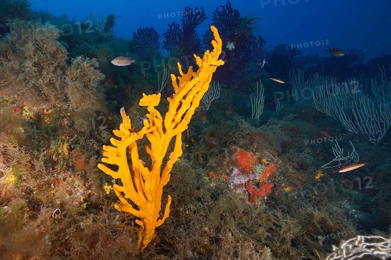 Yellow holey antler sponge (Axinella polypoides), marine sponge, in a colourful underwater habitat, dive site Giens Peninsula, Mediterranean Sea, Porquerolles, Provence, Côte d'Azur, France