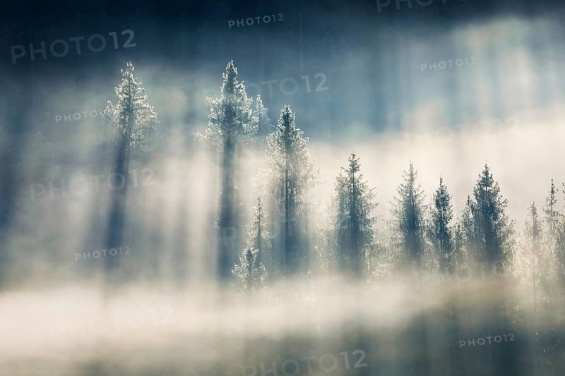 Fog and forest in Oberägeri in the canton of Zug, Switzerland