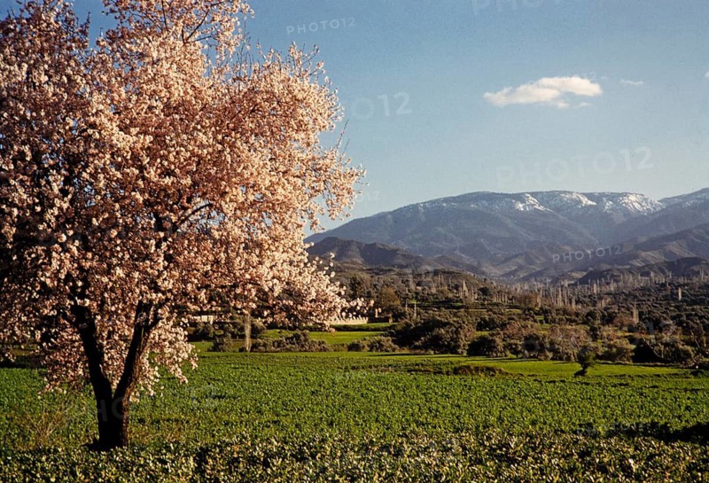 Ländliche Landschaft Felder Mandelbaum in Blüte, Berge im Hintergrund, Zypern 1963