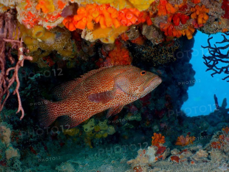 Caribbean grouper (Cephalopholis cruentata), dive site wreck of the USS Spiegel Grove, John Pennekamp Coral Reef State Park, Key Largo, Florida Keys, Florida, USA