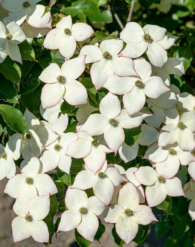 Flowering dogwood (Cornus kousa 'Wieting's Select'), Bundessorteamt, Marq testing centre, Germany