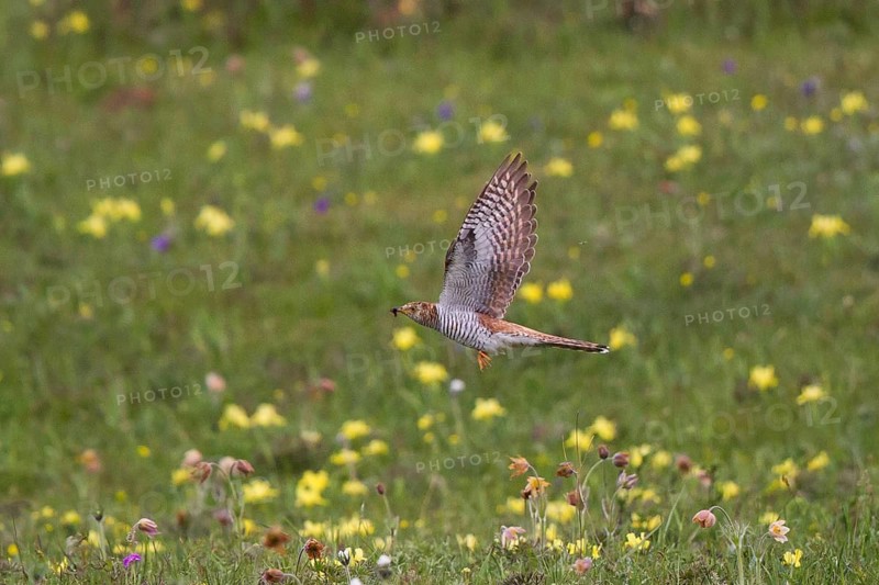Common Cuckoo (Cuculus canorus) female flying, Lake Hovsgol, Mongolia