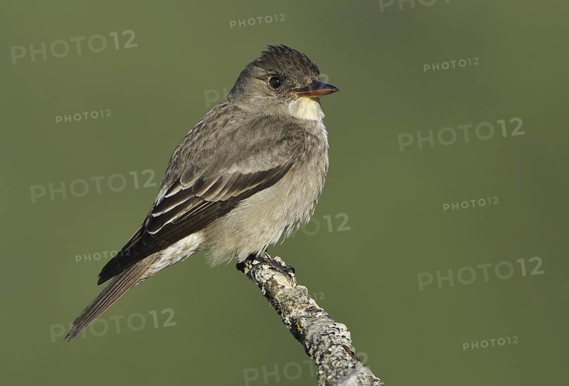 Olive-sided Flycatcher (Contopus cooperi), British Columbia, Canada