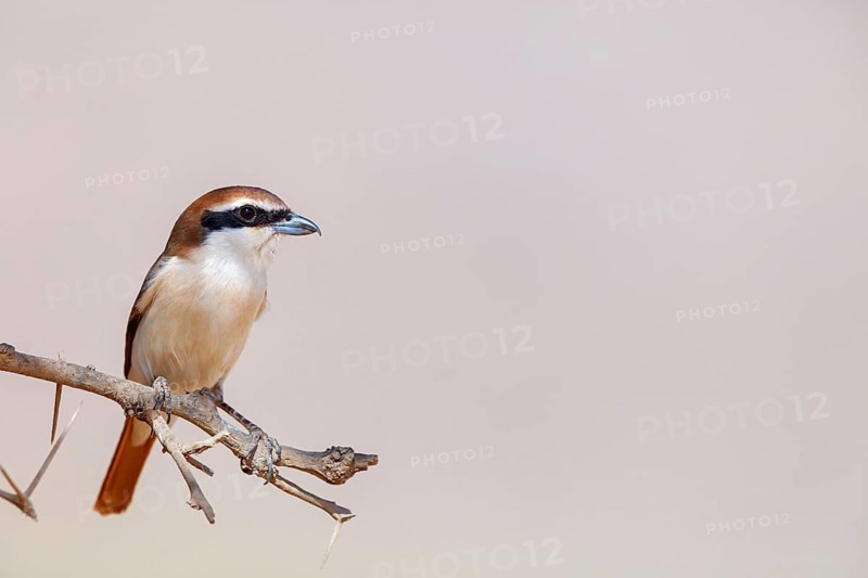 Red-tailed shrike, Turkestan shrike, Isabelline shrike, subspecies phoenicuroides, (Lanius isabellinus phoenicuroide), (Lanius phoenicuroides), Middle East, Oman, Ayn Tobroq and Ayn Athum junction, Salalah, Dhofar, Oman