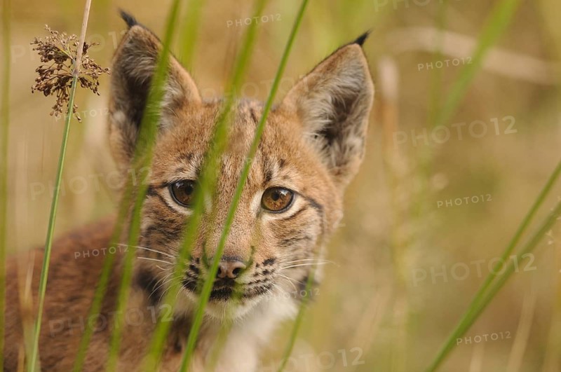 A small lynx between grasses, looking straight ahead with interest, Carpathian lynx (Lynx lynx carpathicus), Bavarian Forest National Park, Bavaria