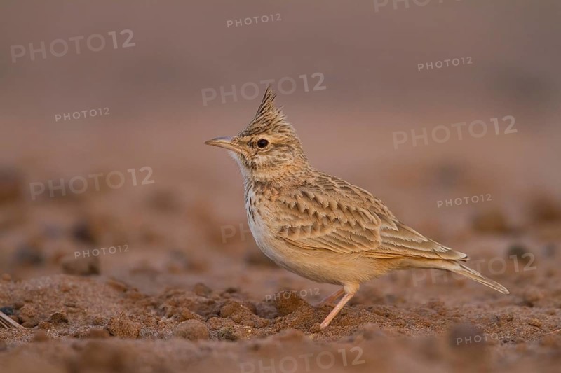 Maghreb Lark - Maghreb Lerche - Galerida macrorhyncha, ssp. macrorhyncha, Morocco, adult