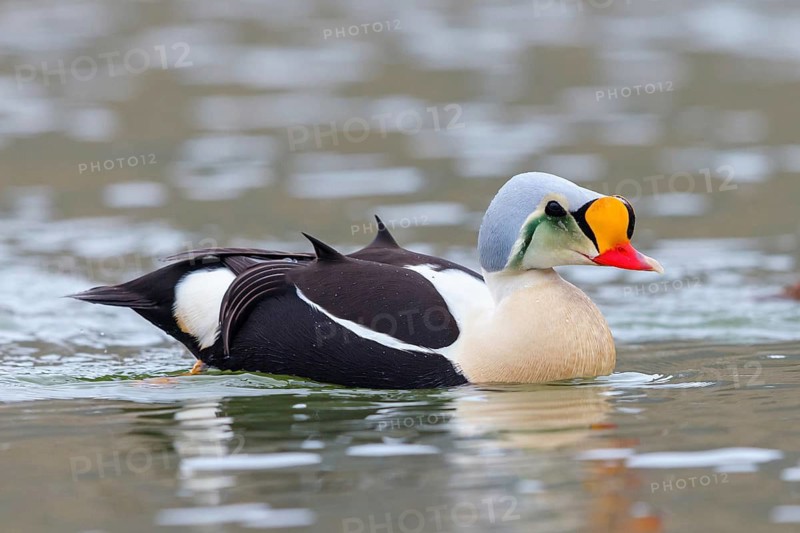Common eider, (Somateria spectabilis), male, drake, Norway, Spitsbergen, swimming in the water, Longyearbyen, Svalbard / Spitsbergen, Norway