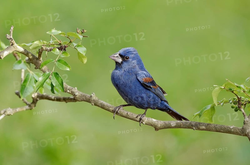 Blue Grosbeak (Passerina caerulea) male perched on a branch, Texas, USA