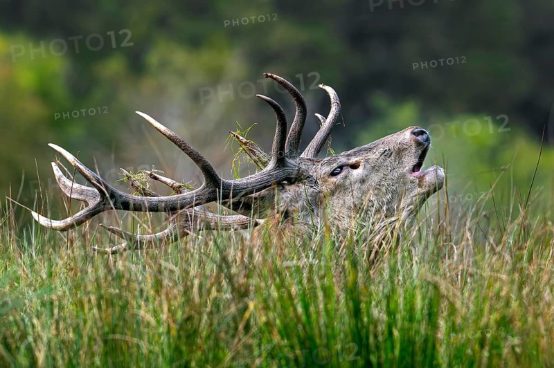 Close-up of rutting red deer (Cervus elaphus) stag with big antlers bellowing, hidden in tall grass at edge of forest during the rut in autumn, fall