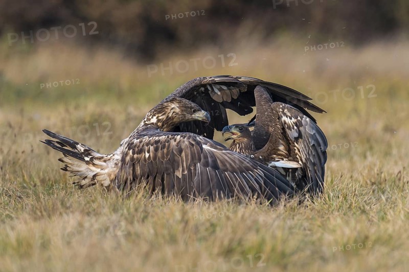 White-tailed Eagle (Haliaeetus albicilla), Kutno, Poland