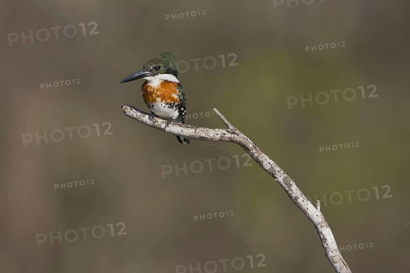 Green Kingfisher (Chloroceryle americana), British Columbia, Canada