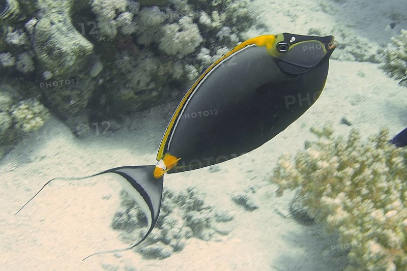 Indian Yellow Blade Nose Doctor (Naso elegans)