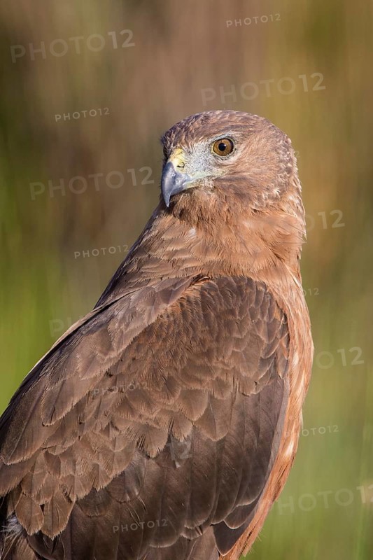Swamp Harrier (Circus approximans) female, Victoria, Australia
