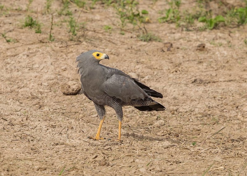 African Harrier-Hawk (Polyboroides typus), Gambia