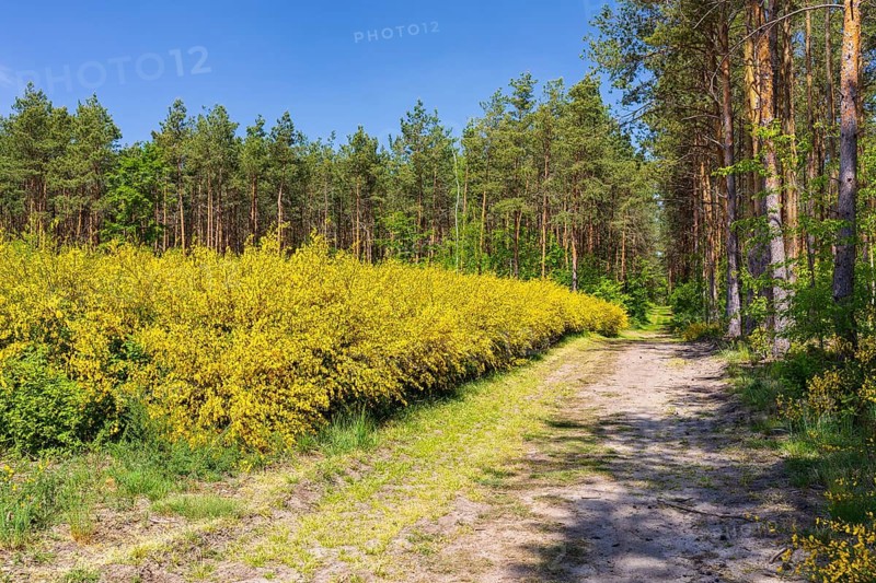 Broom broom (Cytisus scoparius) in bloom in a clearing in the forest, Friedewald, Weinböhla, Saxony, Germany