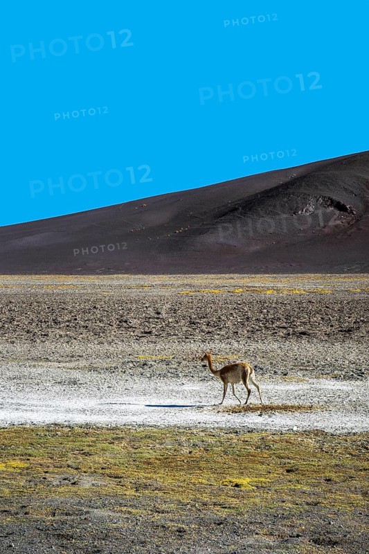 A lone vicuna roams the arid plains of the Andean Highlands in La Puna, Argentina. The vibrant blue sky contrasts with the rugged, barren terrain of this unique ecosystem