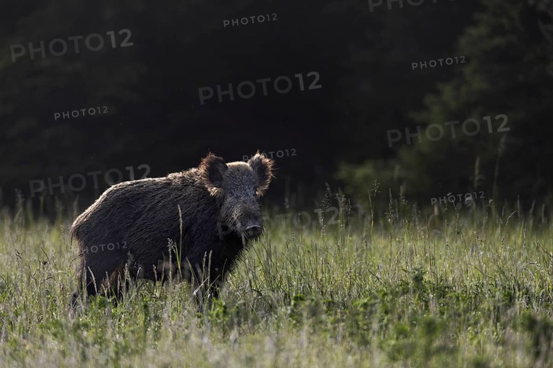 A quick, attentive glance from the wild boar (Sus scrofa), then it has disappeared into the neighbouring forest, ready to flee, Denmark