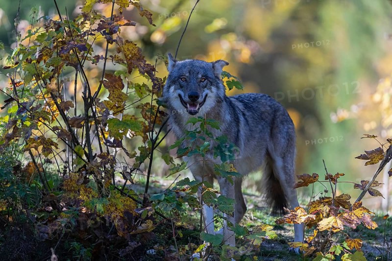One eurasian gray wolf (Canis lupus lupus) standing on a small hill between fall foliage