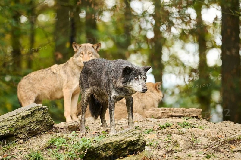 Eastern wolves (Canis lupus lycaon) lying on a little hill, Bavaria, Germany