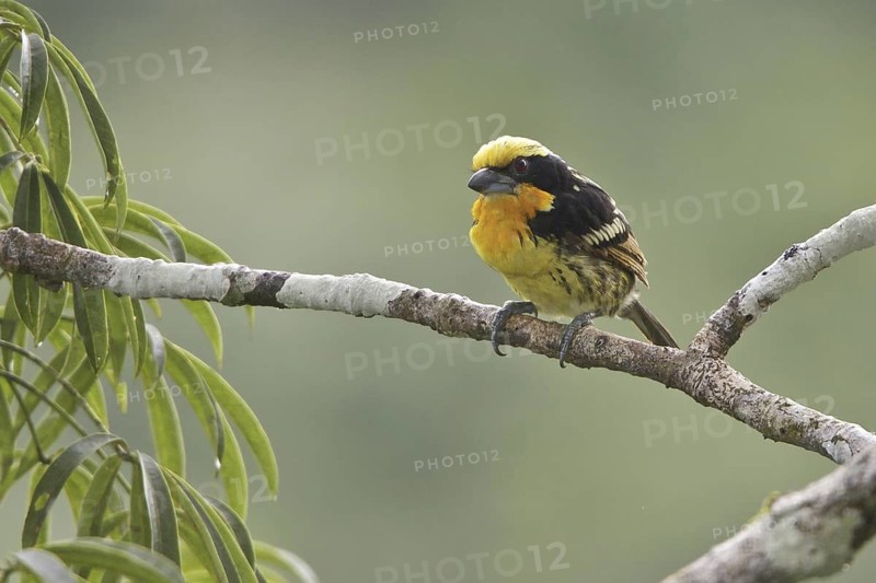 Gilded Barbet (Capito auratus), Ecuador