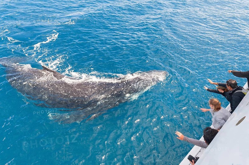 People on boat watching Humpback whale (Megaptera novaeangliae), Hervey Bay, Queensland, Australia
