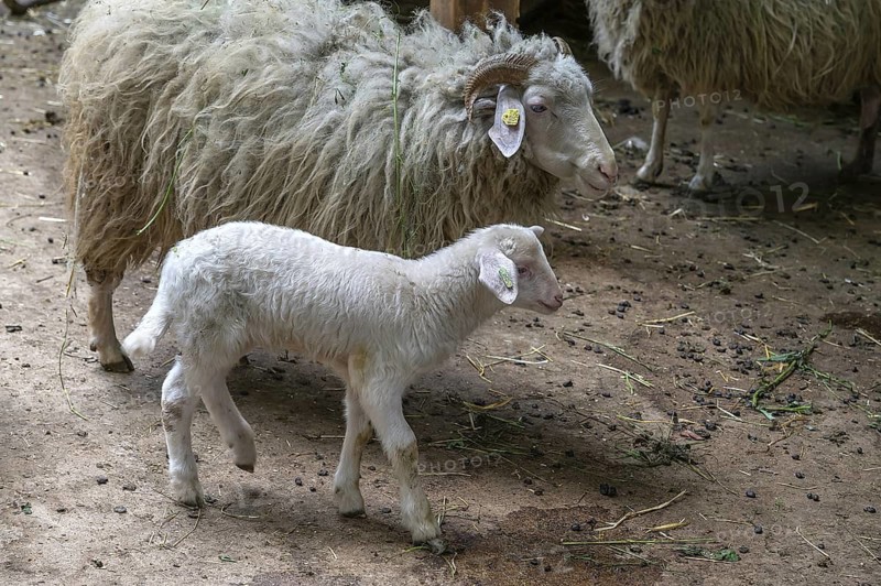 Forest sheep with lamb (Ovis aries), game park, Bavaria, Germany