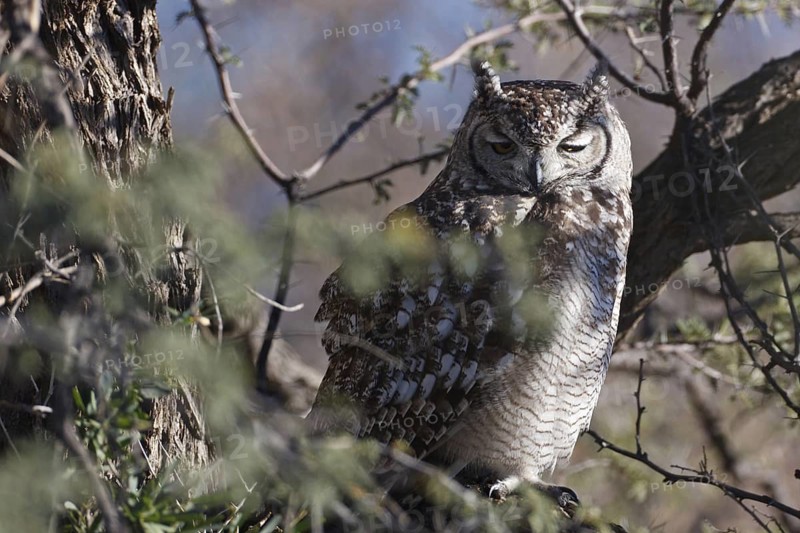 Spotted Eagle-owl (Bubo africanus), Northern Cape, South Africa
