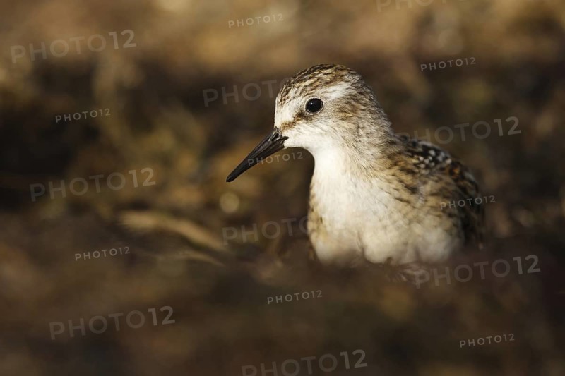 Little Stint (Calidris minuta), Asturias, Spain