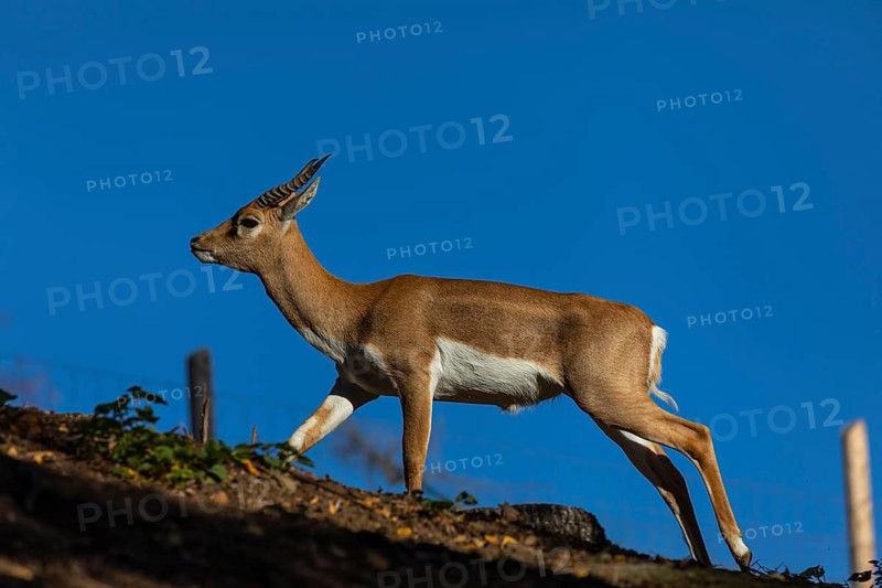 One female blackbuck (Antilope cervicapra), or Indian antelope running on a rim with blue sky in the background