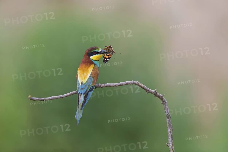 Bee-eater, (Merops apiaster), animals, birds, family of the raptors, perch, butterfly as prey, biotope, habitat, foraging, Northern Bulgaria, Muselievo, Bulgaria