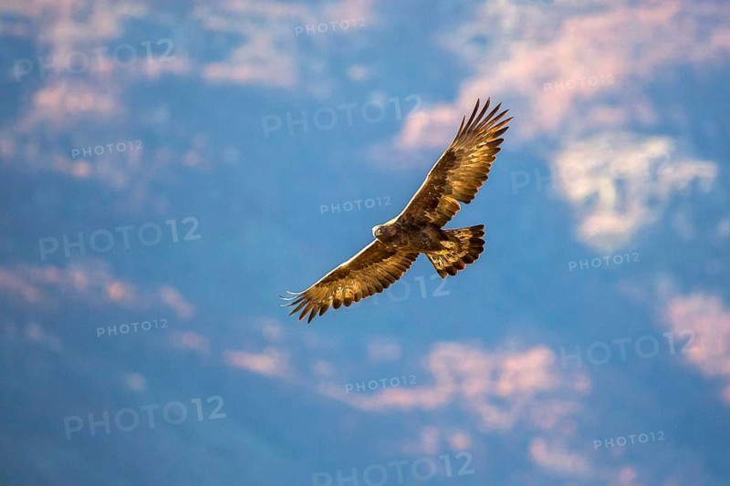 Golden Eagle (Aquila chrysaetos) flying, Madrid, Spain