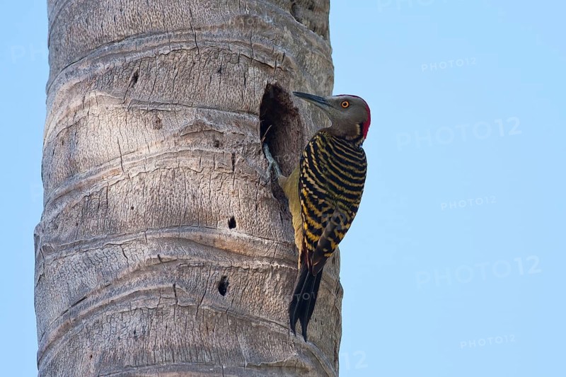Hispaniolan Woodpecker (Melanerpes striatus) male at nesting cavity, Dominica