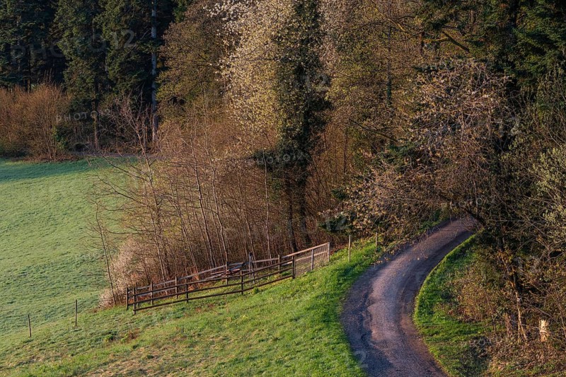 Narrow path leads into a forest, Black Forest near Freudenstadt, Baden-Württemberg, Germany