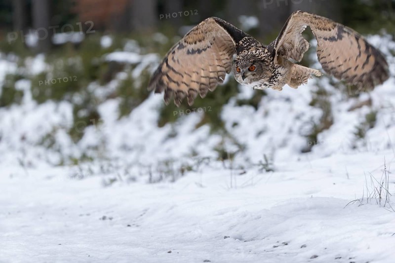 One Eurasian Eagle Owl, Bubo bubo, flying thru a forest with snow on the ground