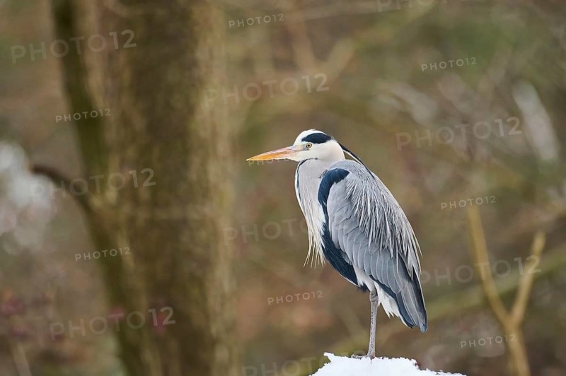 Grey heron (Ardea cinerea) standing on a fence, Bavaria, Germany