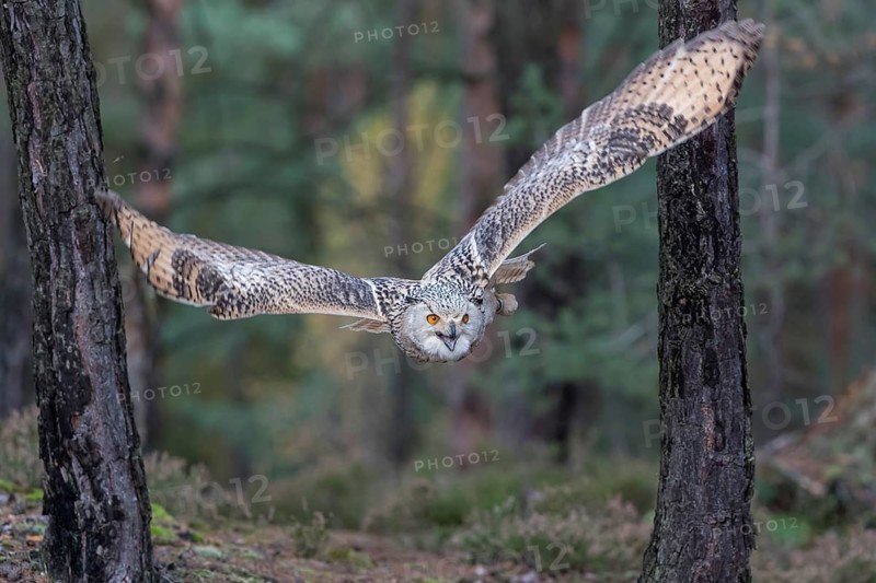 One Siberian Eagle Owl (Bubo bubo sibiricus) flying thru a forest