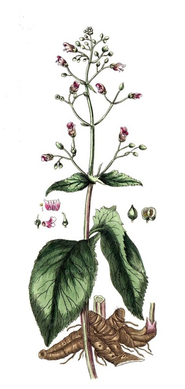 Scrophularia nodosa, knotted brownroot, digital reproduction of a historical model, between 1790 and 1810