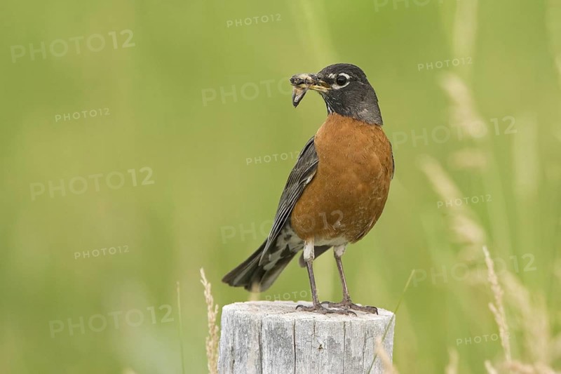American Robin (Turdus migratorius), Wyoming, USA