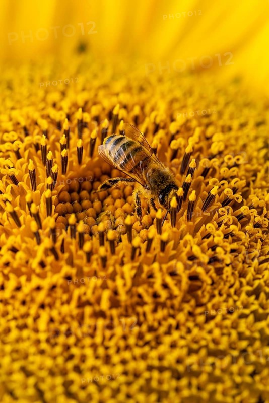 Macro photograph of a honey bee (Apis mellifera) on the bright yellow blossom of a sunflower (Helianthus annuus), Germany