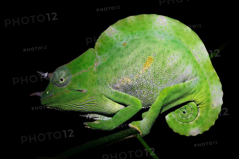 Usambara three-horned chameleon (Trioceros deremensis), chameleon on a branch at night, Amani Nature Forest Reserve, Eastern Usambara Mountains, Tanga, Tanzania